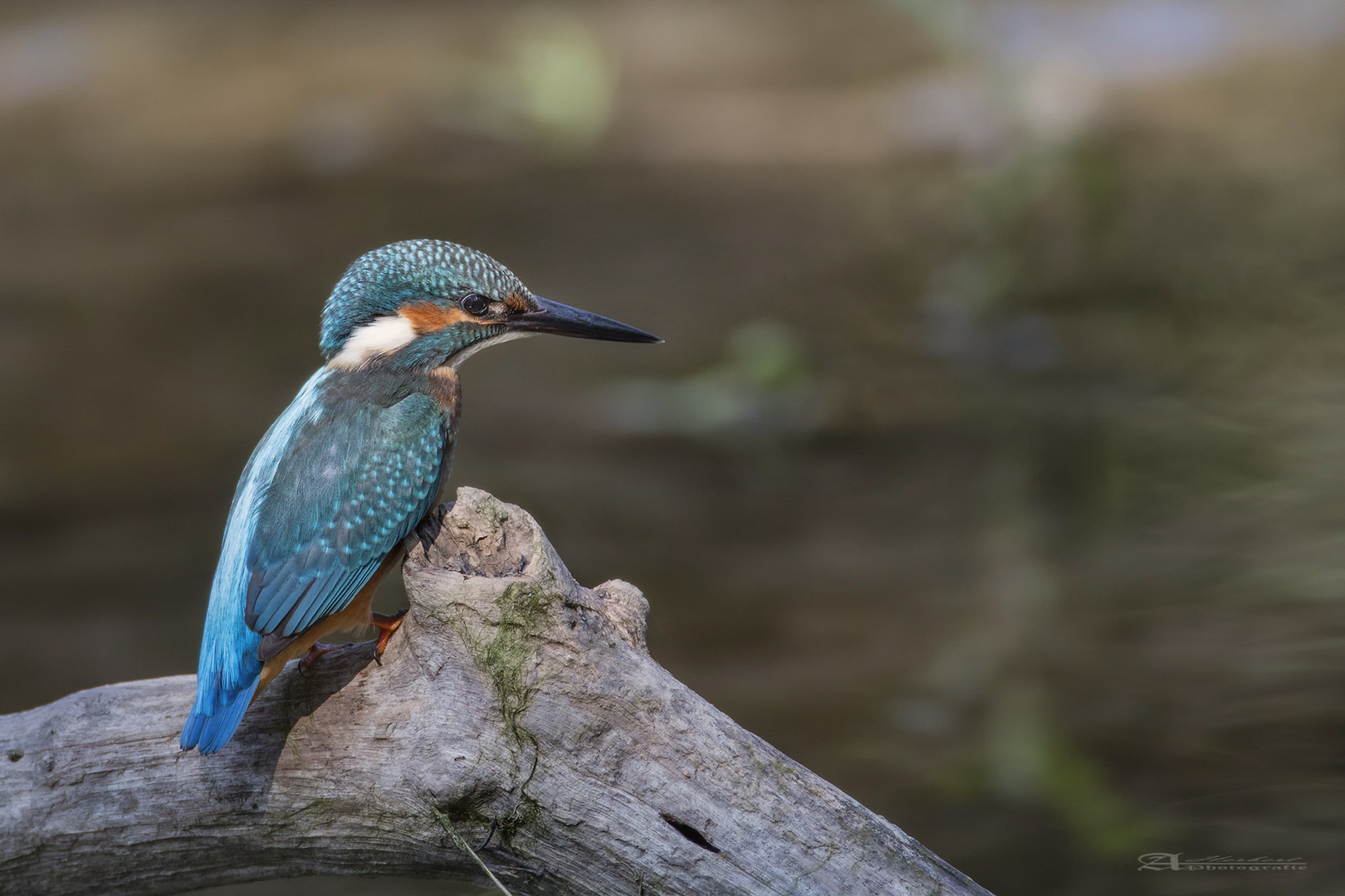 Eisvogel