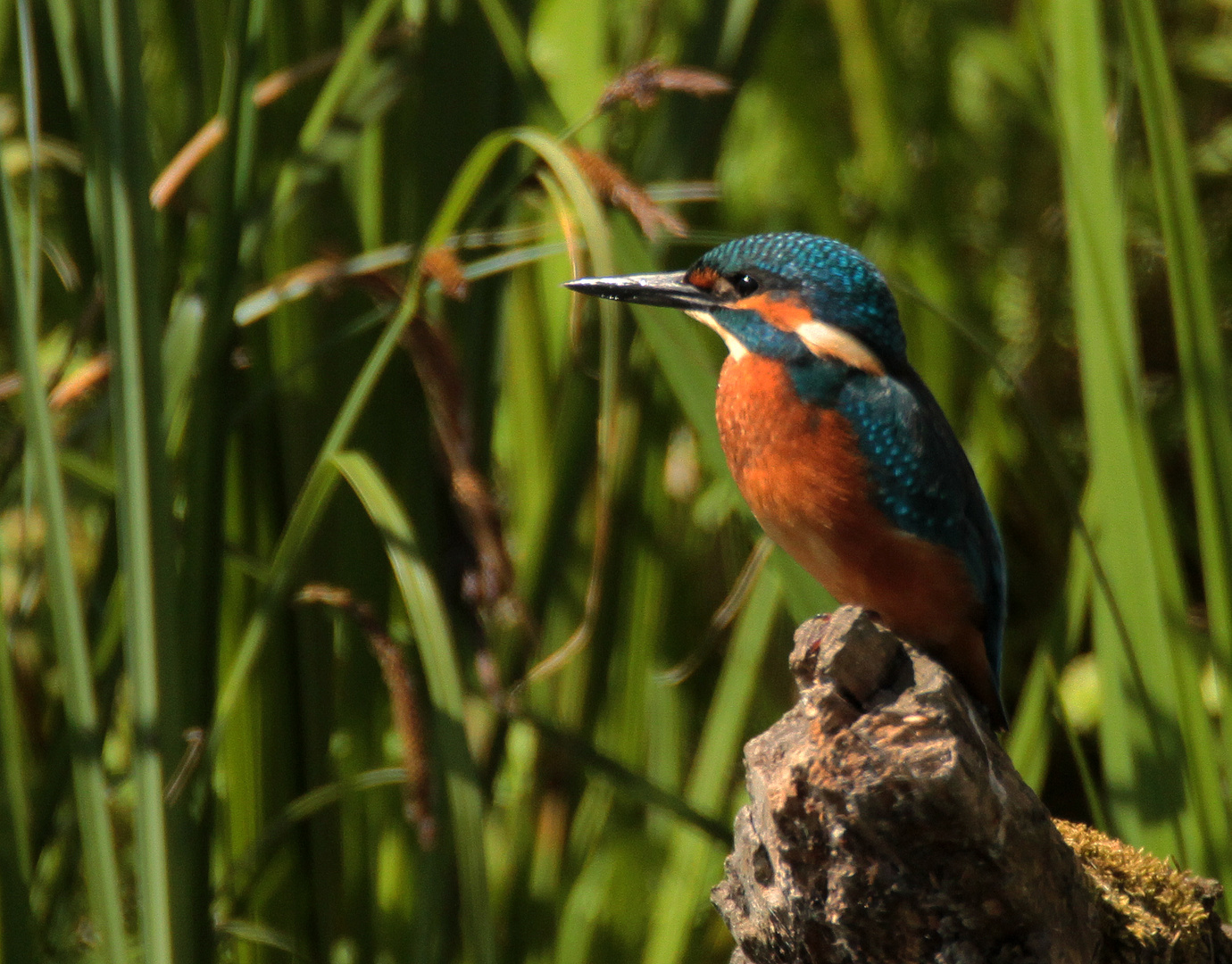 Eisvogel