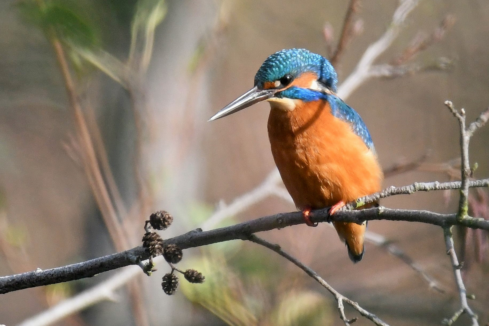 Eisvogel