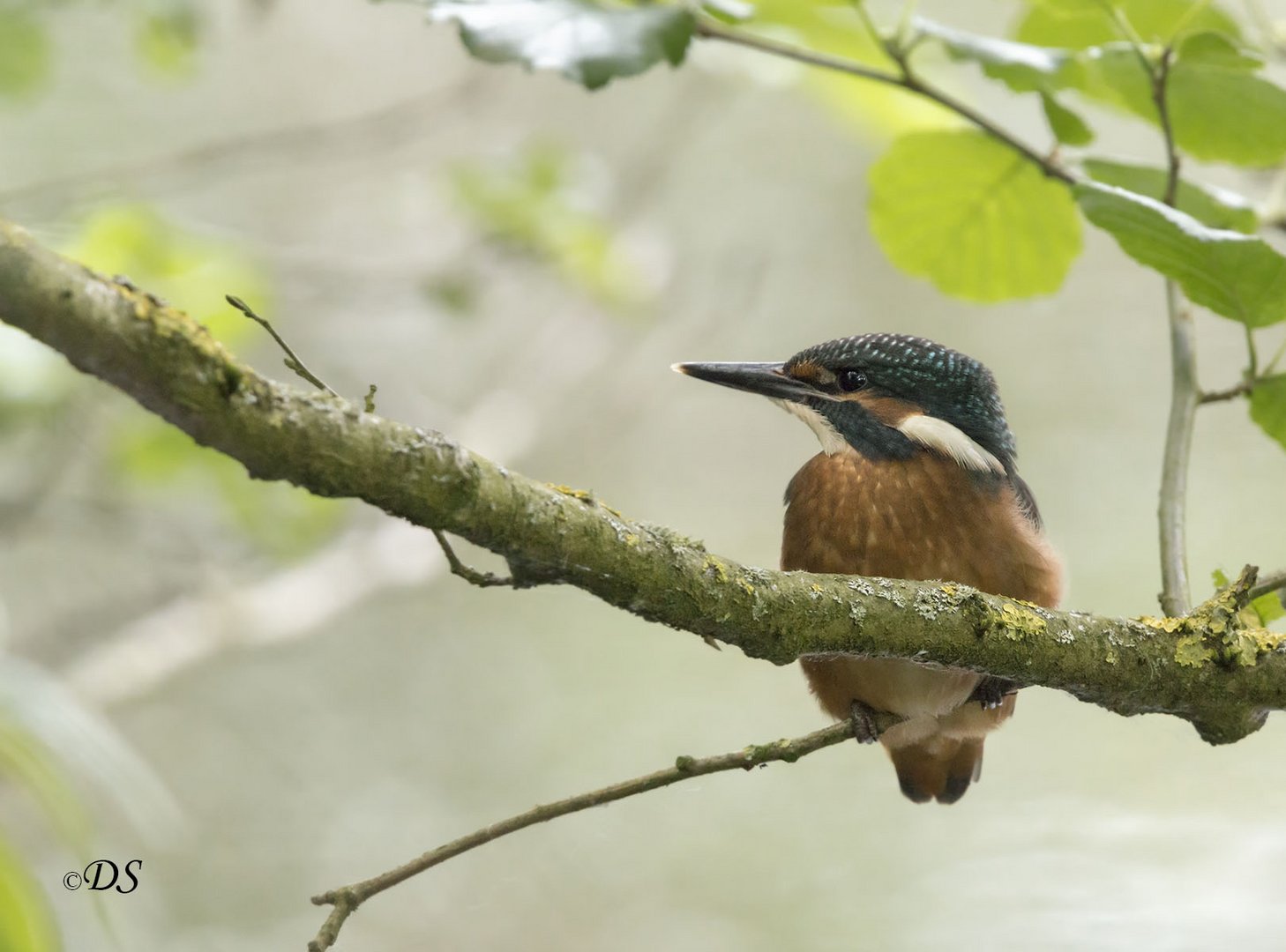 Eisvogel