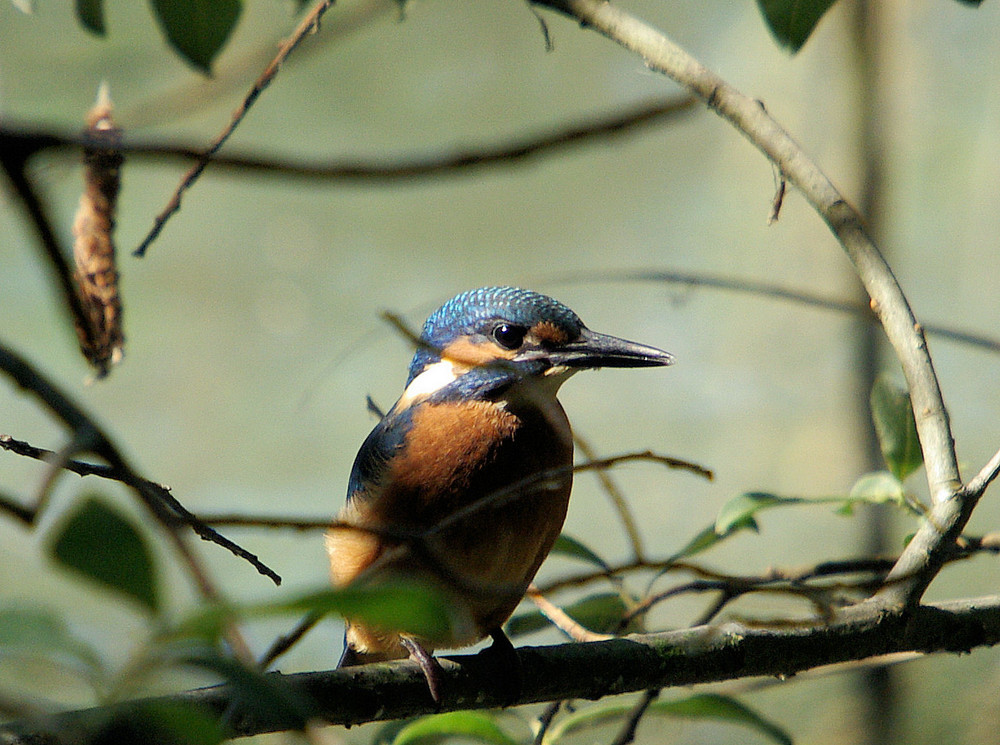 Eisvogel