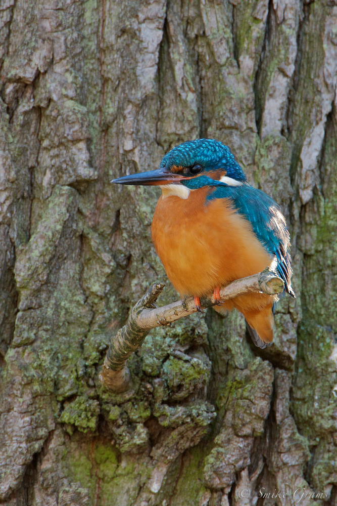 Eisvogel