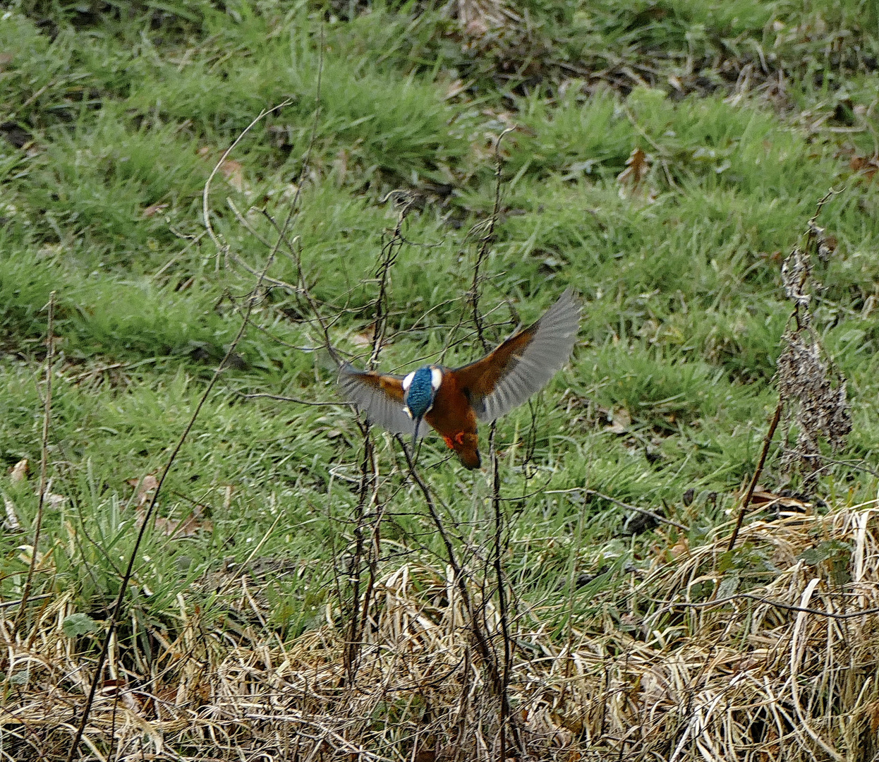 Eisvogel