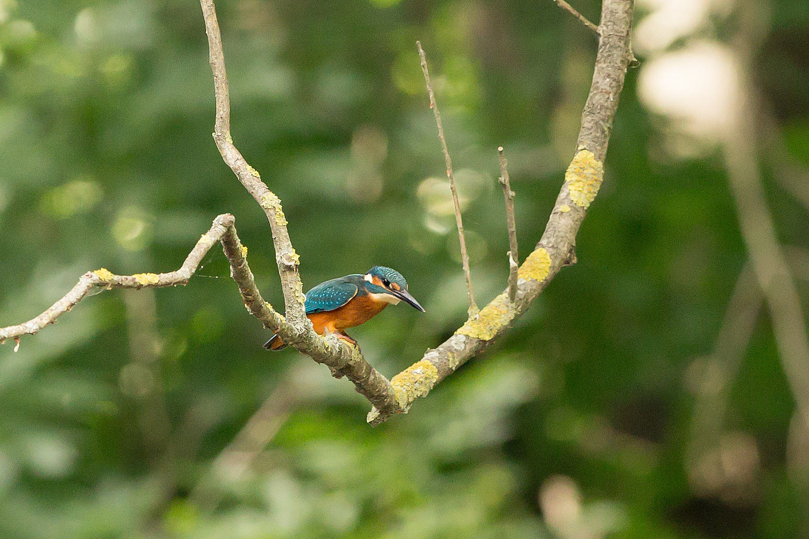 Eisvogel