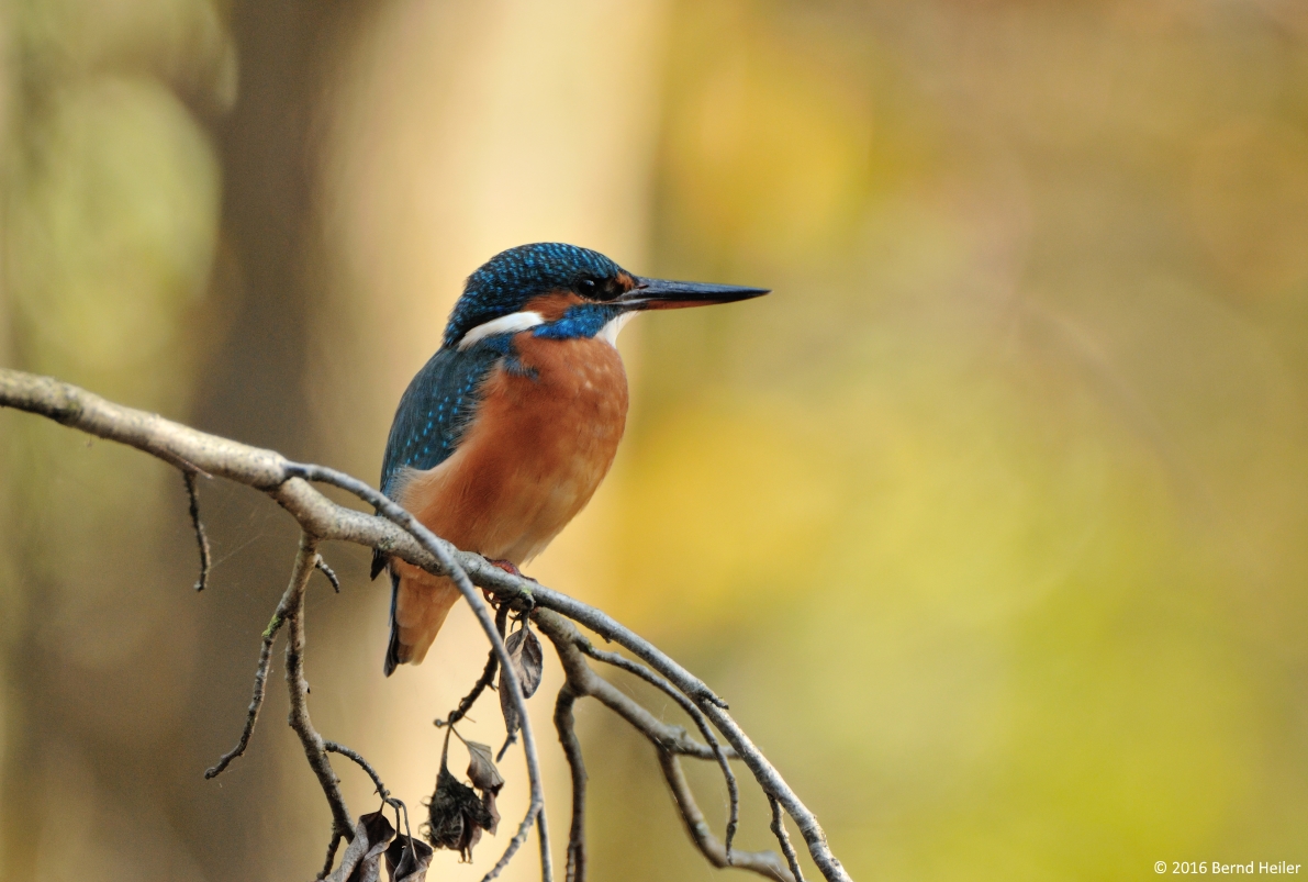 Eisvogel