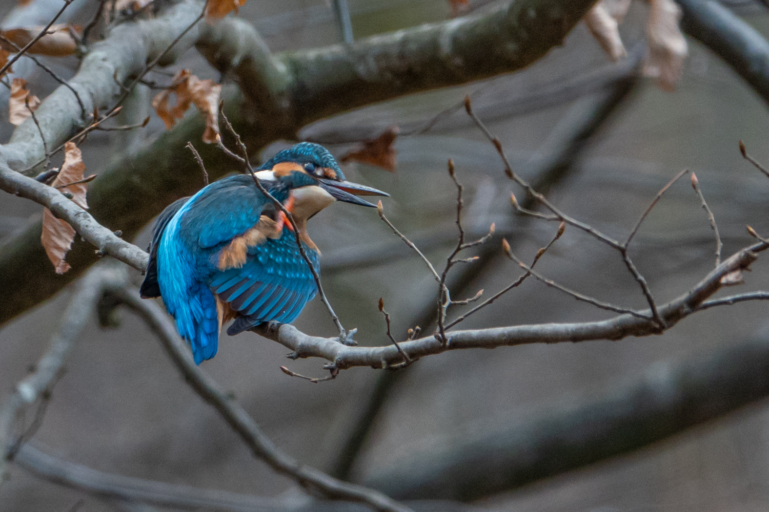 Eisvogel dem juckts