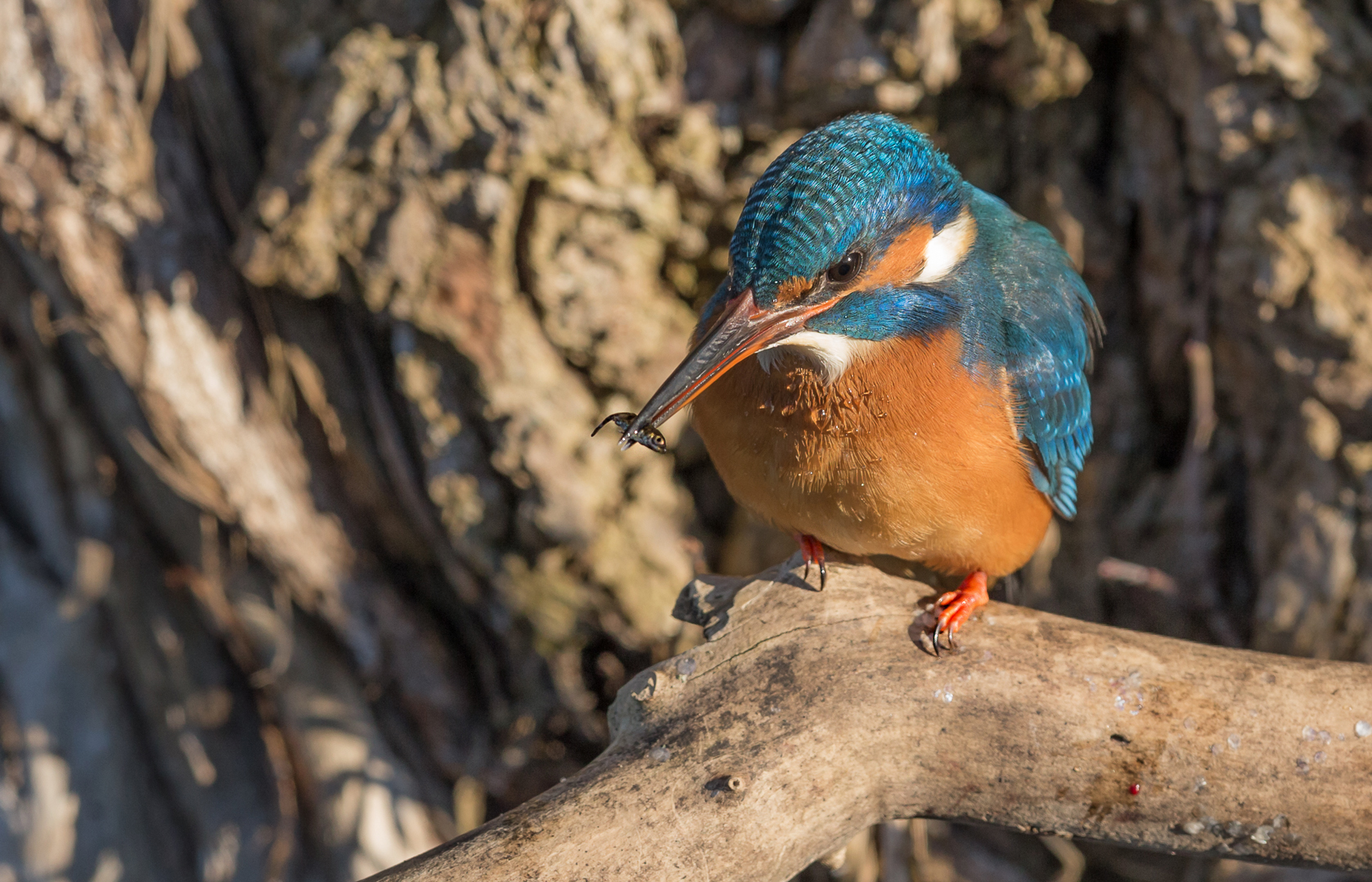 Eisvogel, den Fisch kann man ja kaum sehen :-)