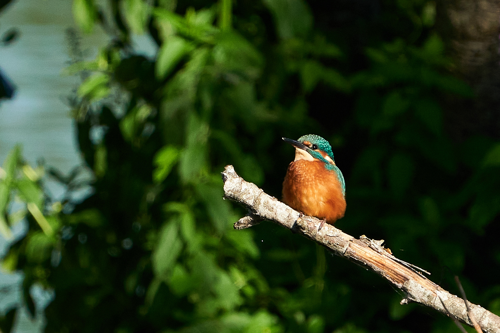 Eisvogel der 2 te....