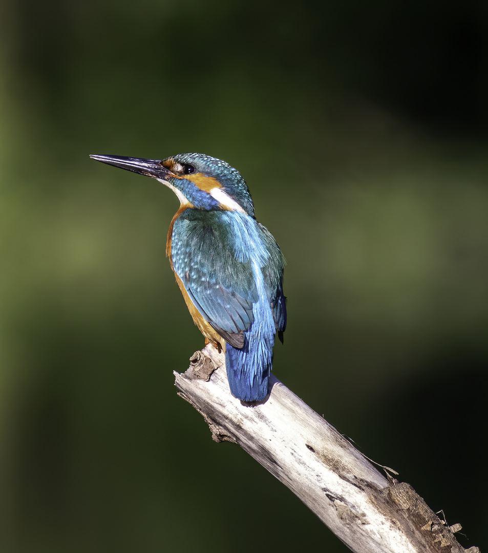 Eisvogel der blaue Juwel 