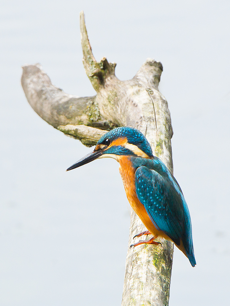 Eisvogel der Erste