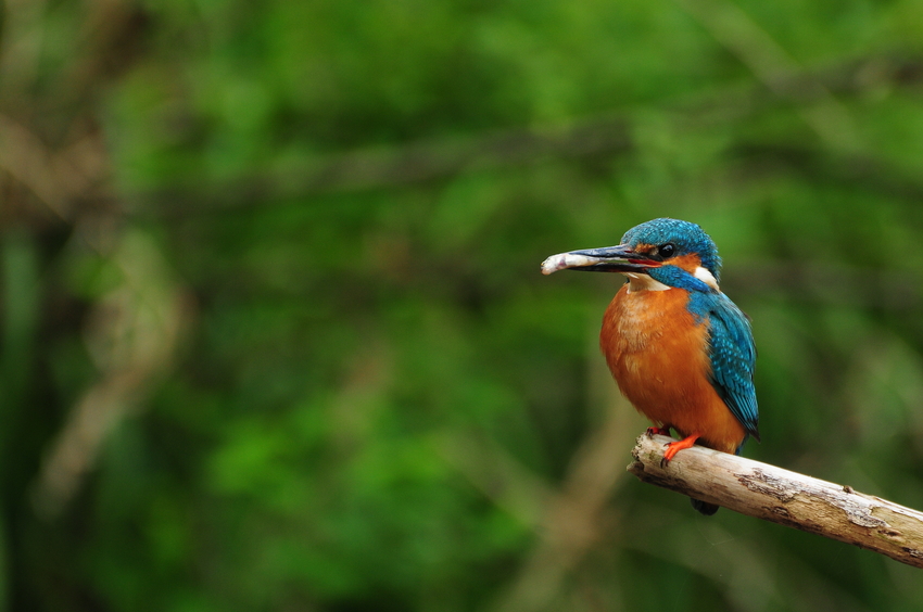 Eisvogel (der erste, den ich gesehen habe)