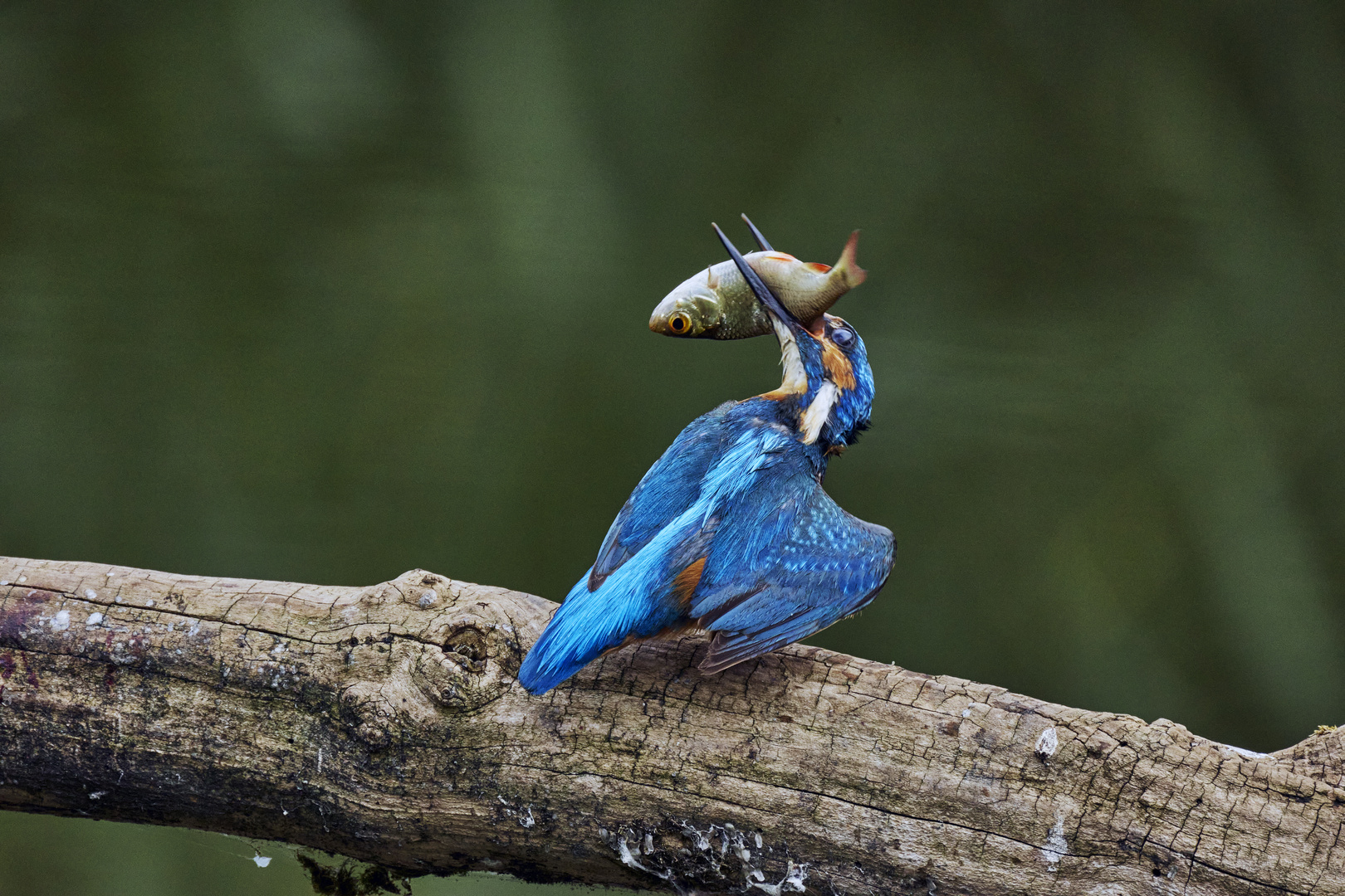 Eisvogel, ... der Fisch muss noch weichgeklopft werden!