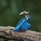 Eisvogel, ... der Fisch muss noch weichgeklopft werden!