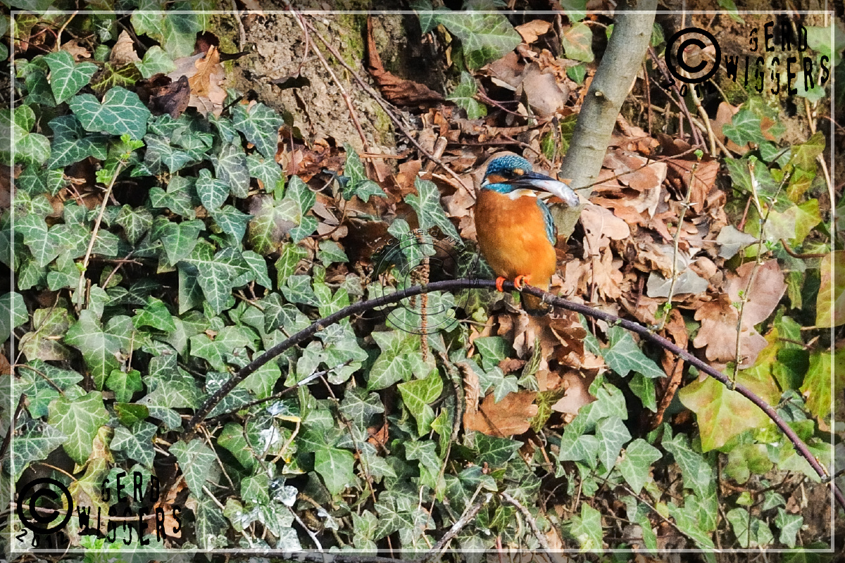 Eisvogel der Fischer