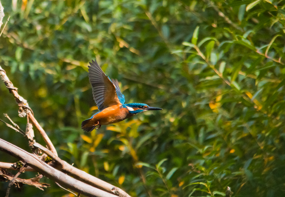 Eisvogel der fliegende Edelstein