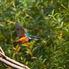 Eisvogel der fliegende Edelstein