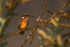 Eisvogel - Der frühe Vogel fängt den Fisch...