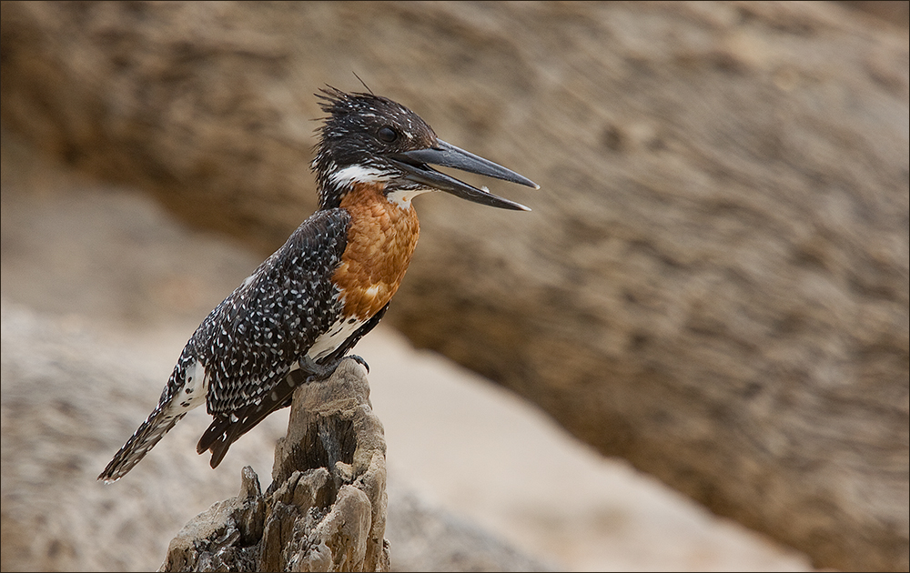 Eisvogel, der GROSSE