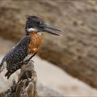 Eisvogel, der GROSSE