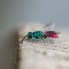 Eisvogel der Insekten