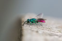 Eisvogel der Insekten