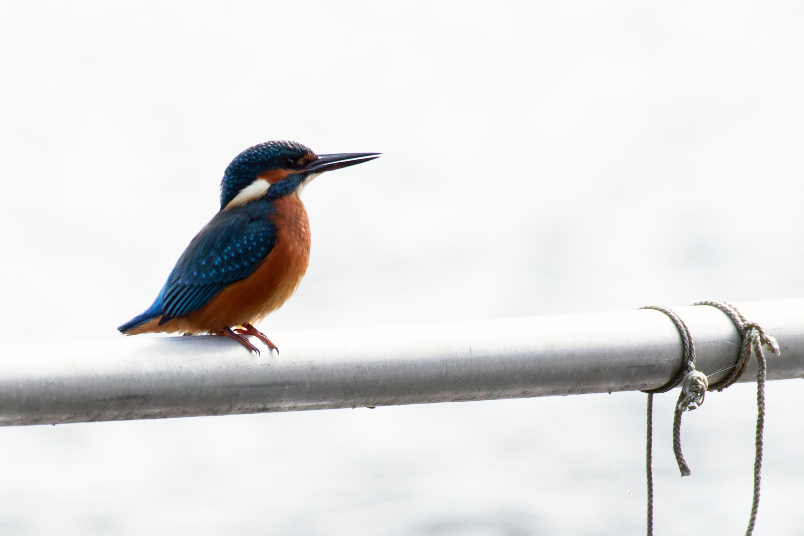 Eisvogel - Der Knotenmacher? 