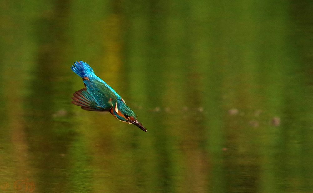 Eisvogel der nächste