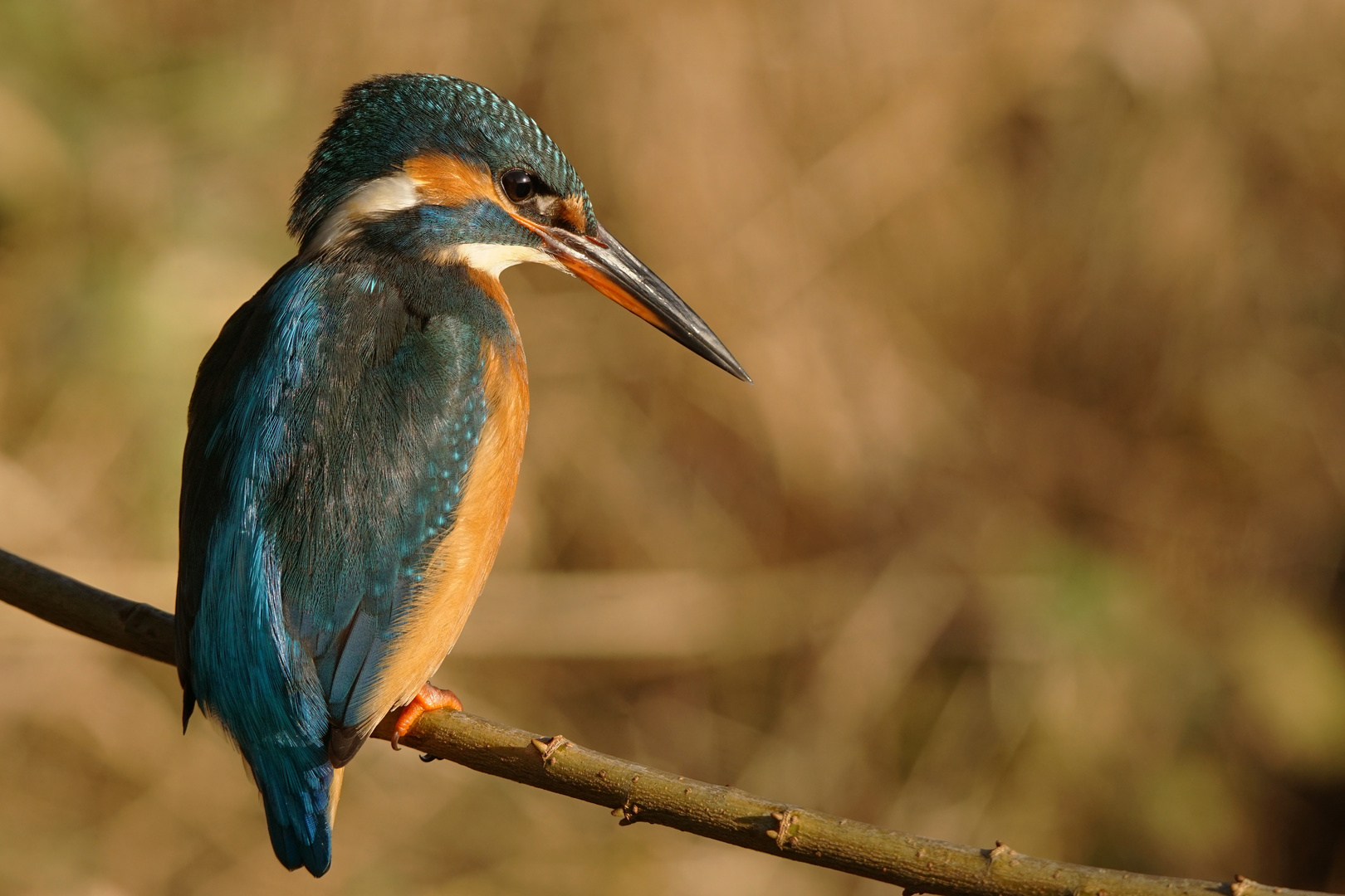 Eisvogel