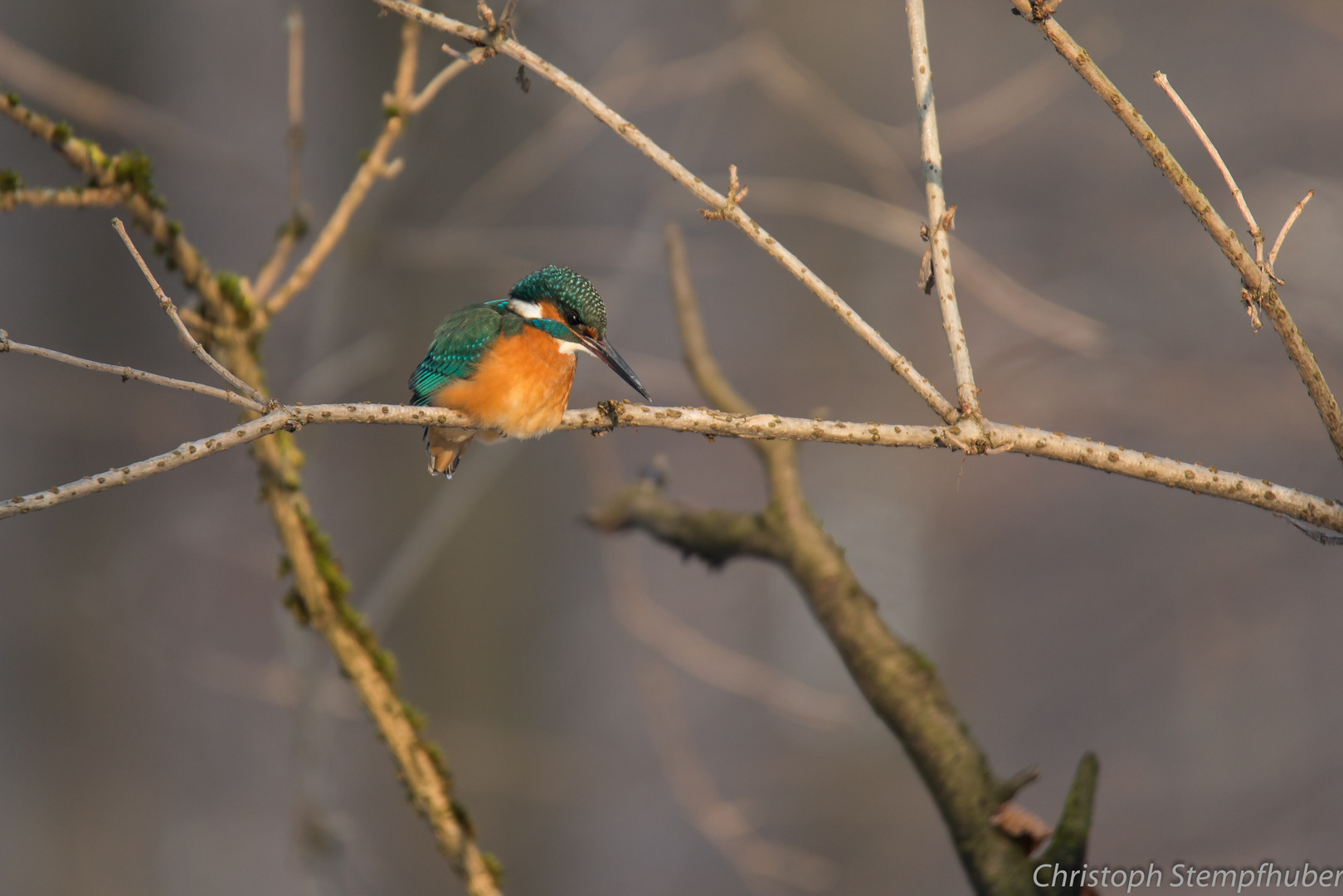 Eisvogel