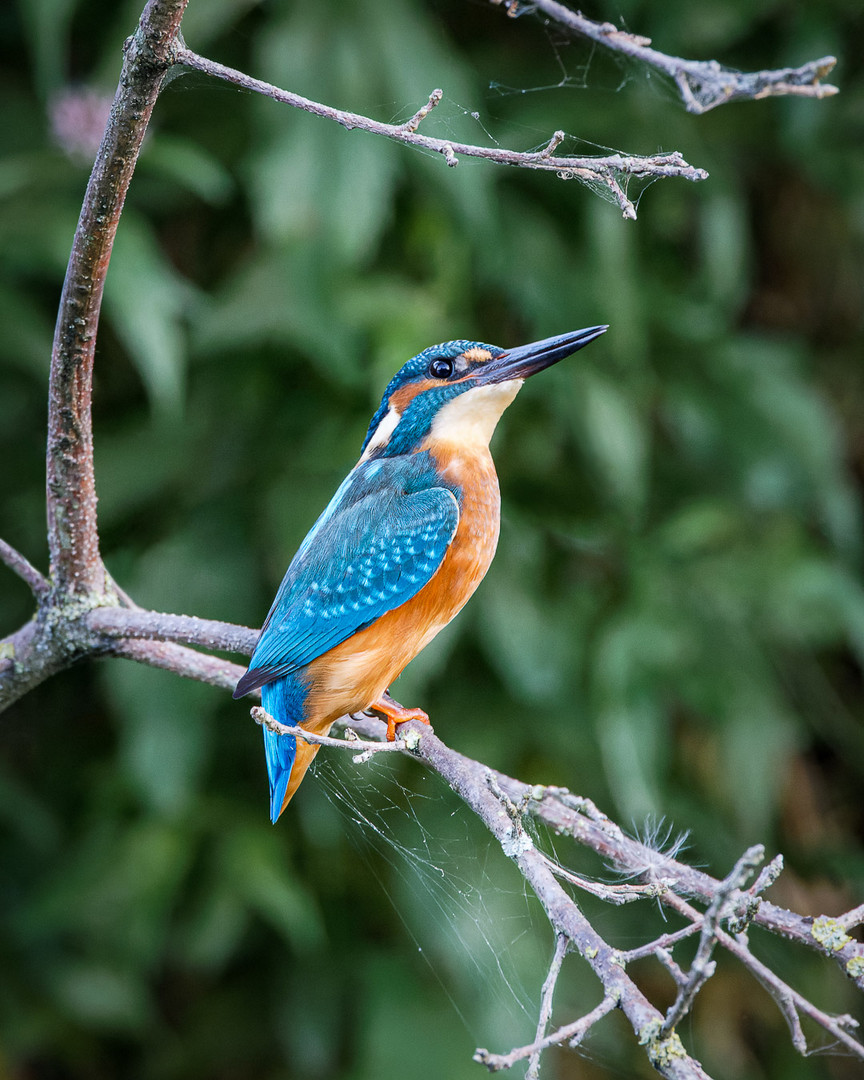 Eisvogel