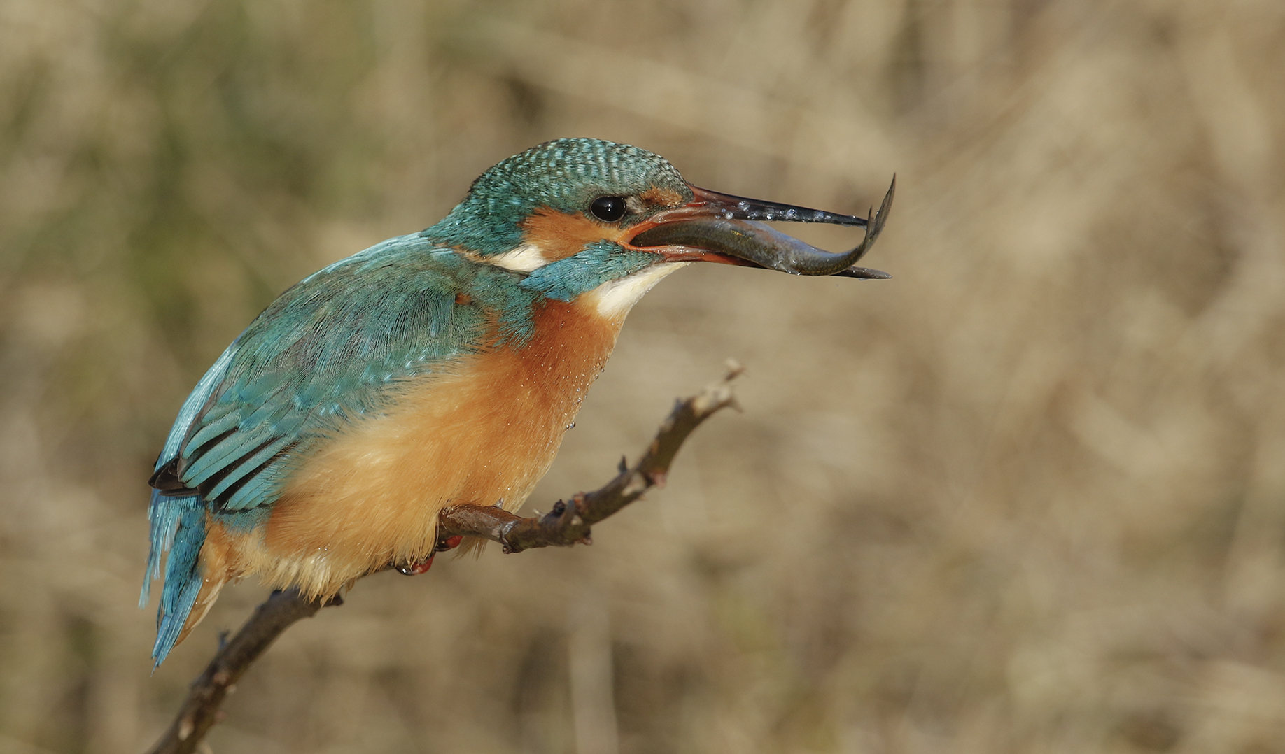 Eisvogel