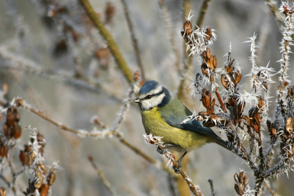 "Eisvogel"