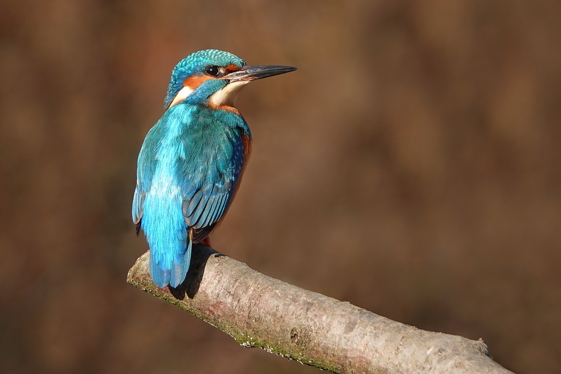 Eisvogel