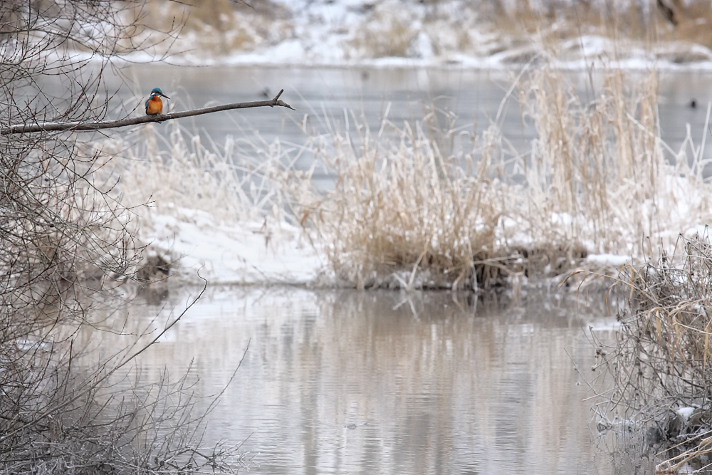 Eisvogel die 2 te (org)