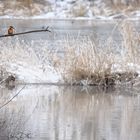 Eisvogel die 2 te (org)