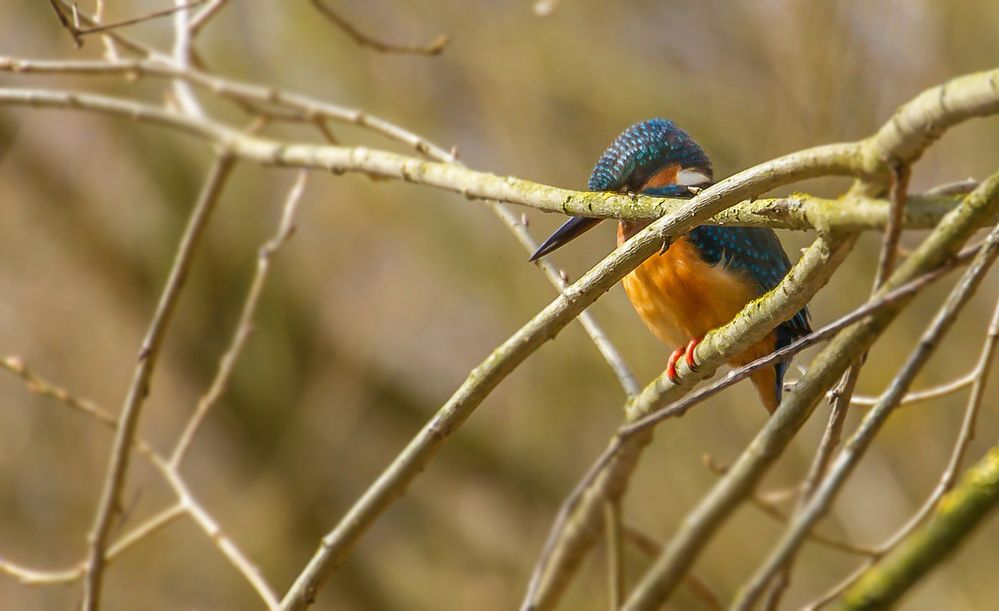 Eisvogel die Dritte - im März 2013