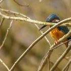 Eisvogel die Dritte - im März 2013