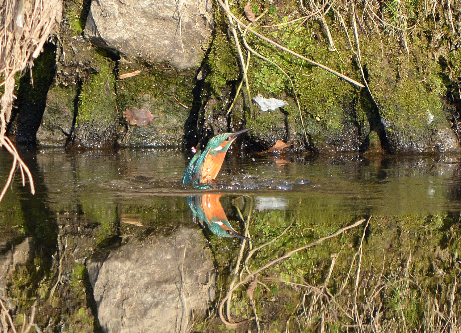 eisvogel die zweite :)