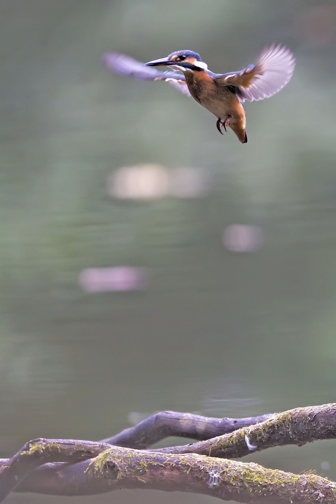 Eisvogel die zweite