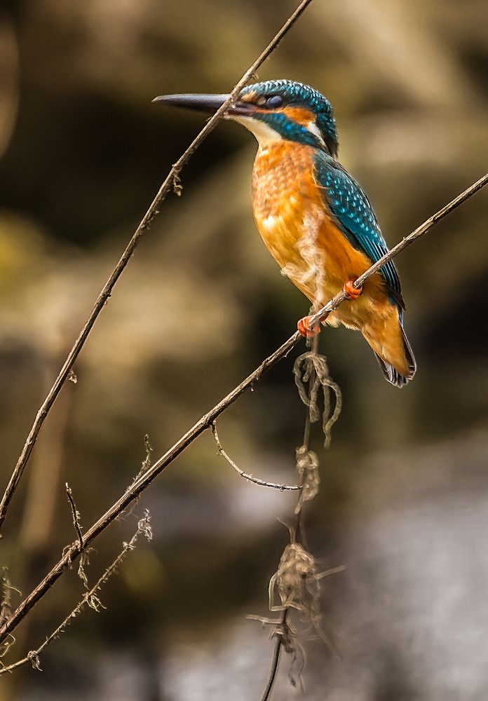 Eisvogel - die Zweite (Möglichkeit)