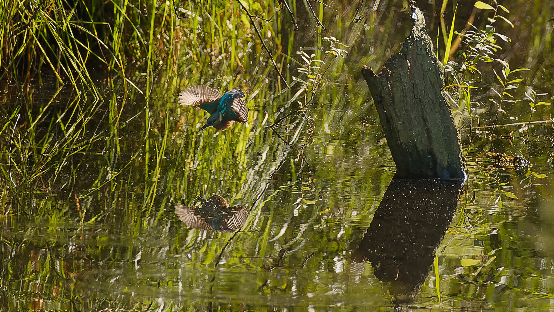 Eisvogel  Doku