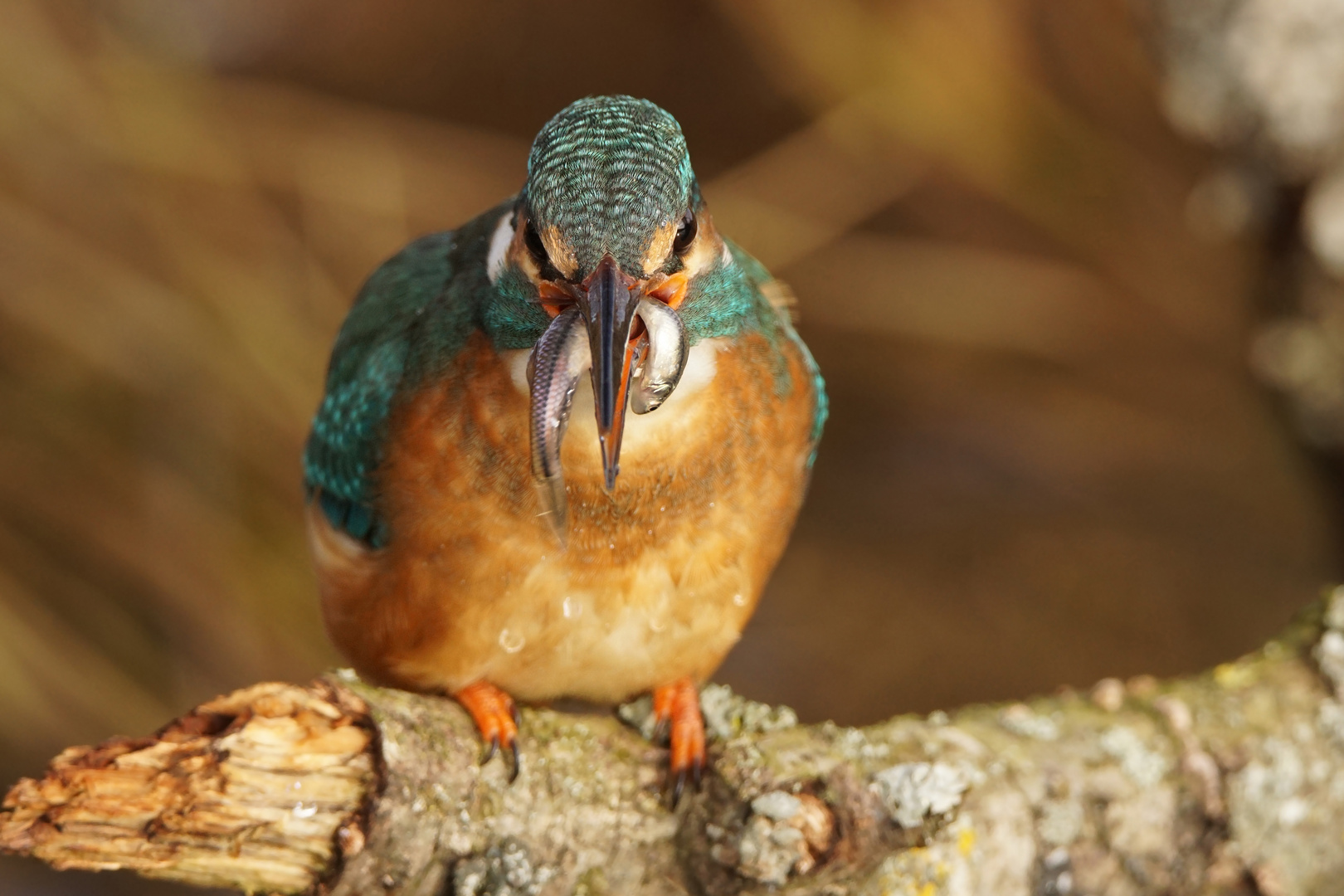 Eisvogel   Doku