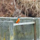 Eisvogel (Dokubild)