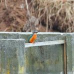 Eisvogel (Dokubild)