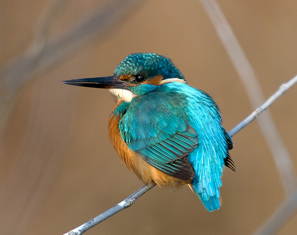 Eisvogel (Donauauen bei Greifenstein)