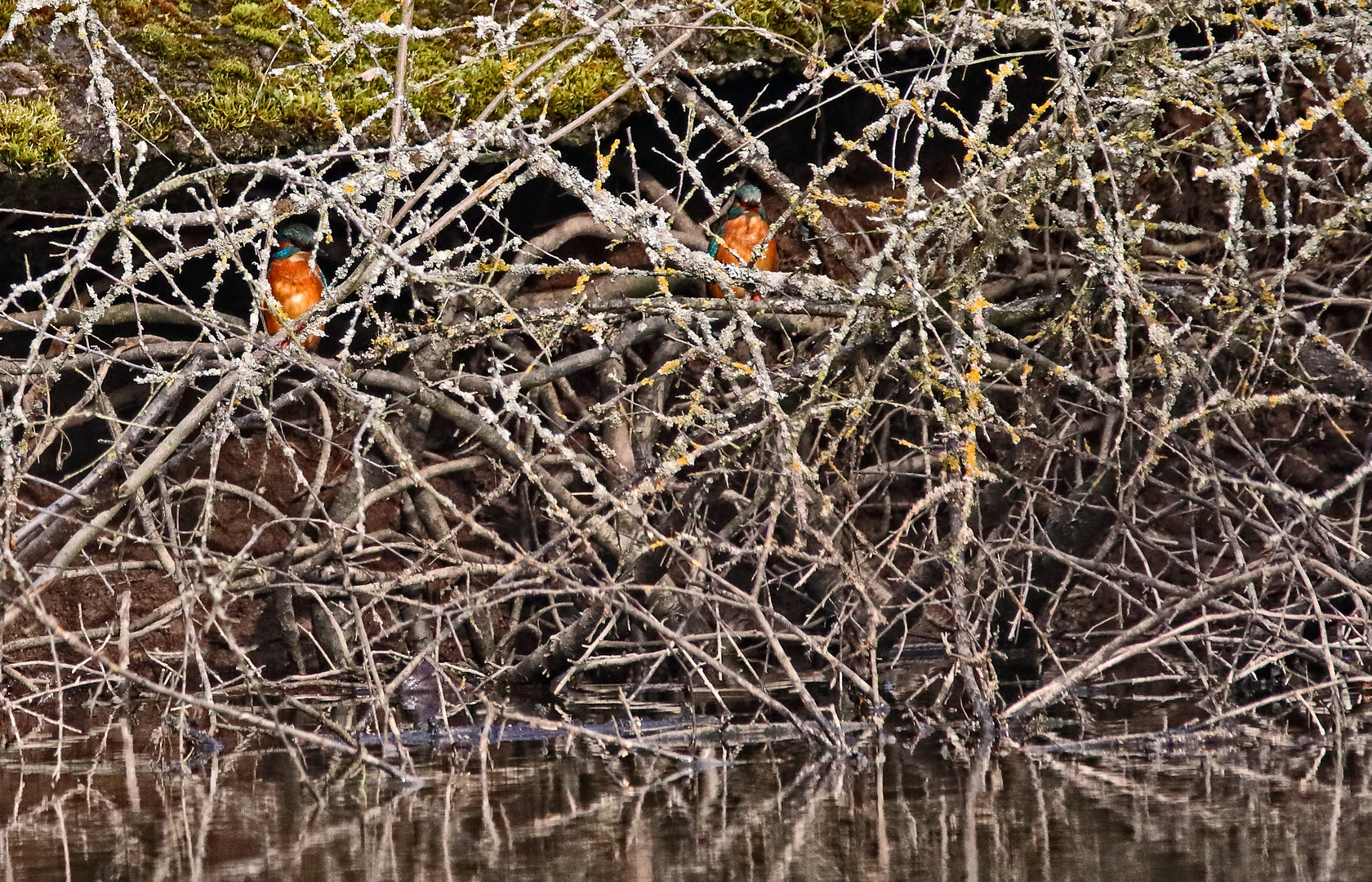 "Eisvogel Duo"