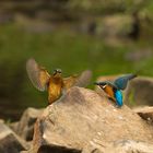 Eisvogel Duo