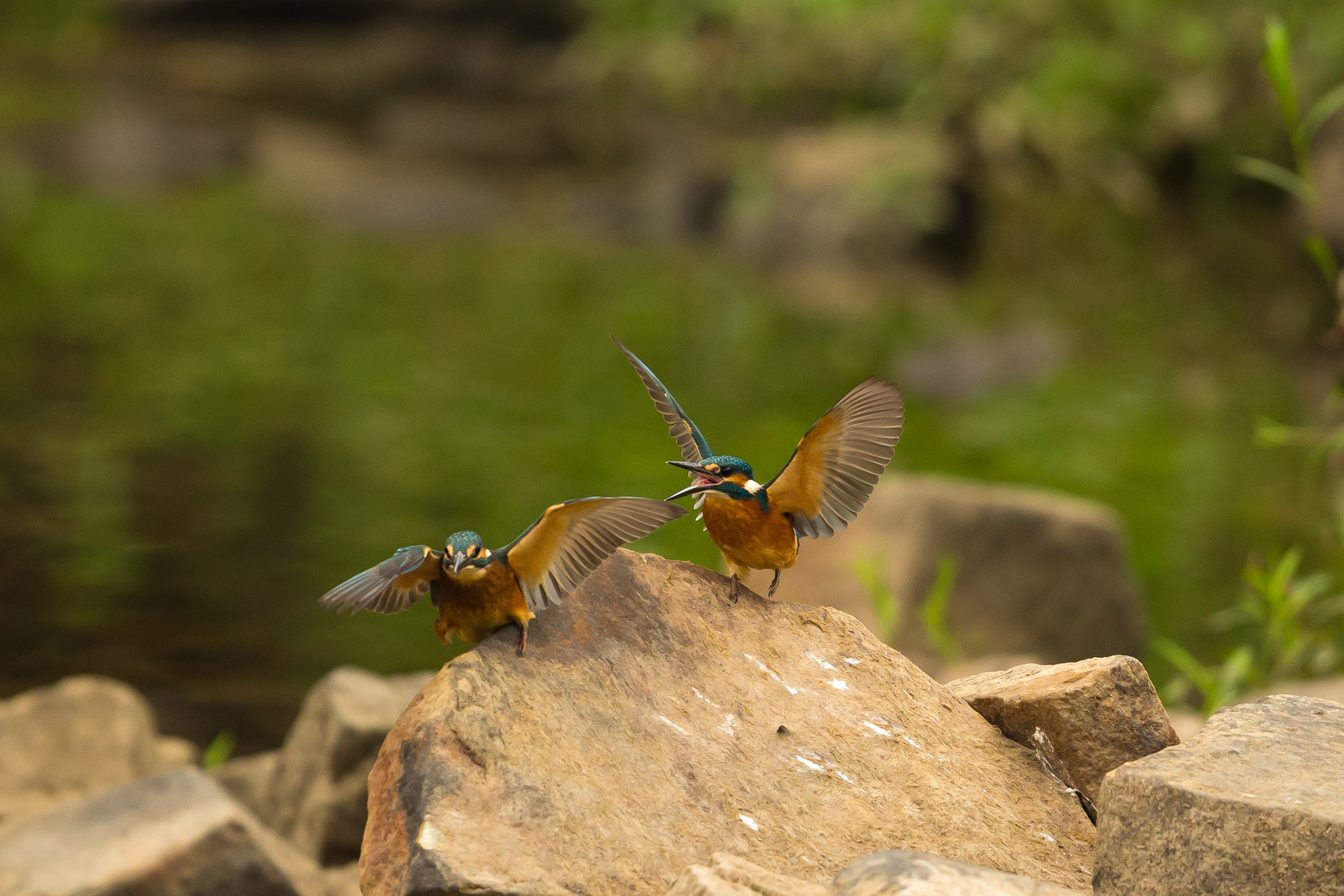 Eisvogel Duo