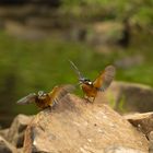 Eisvogel Duo