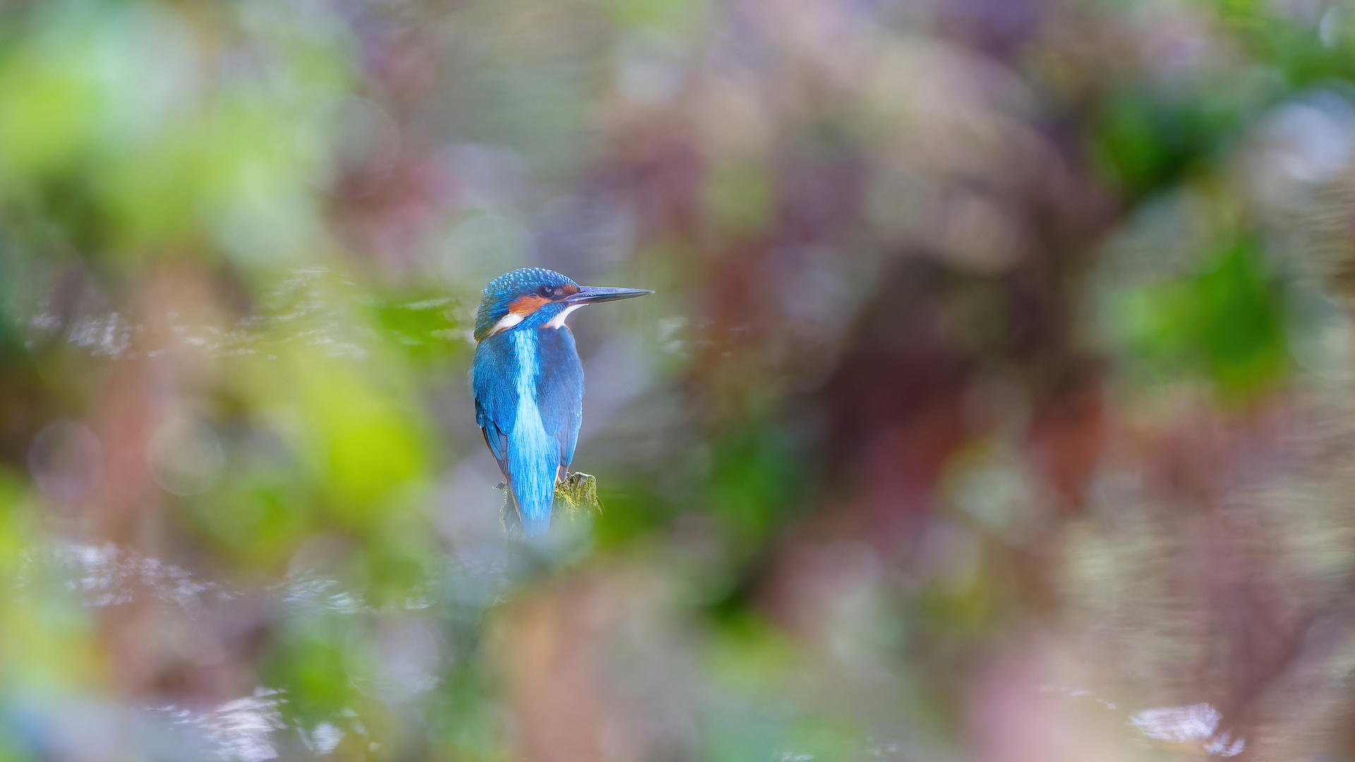 Eisvogel  -  Durchblick